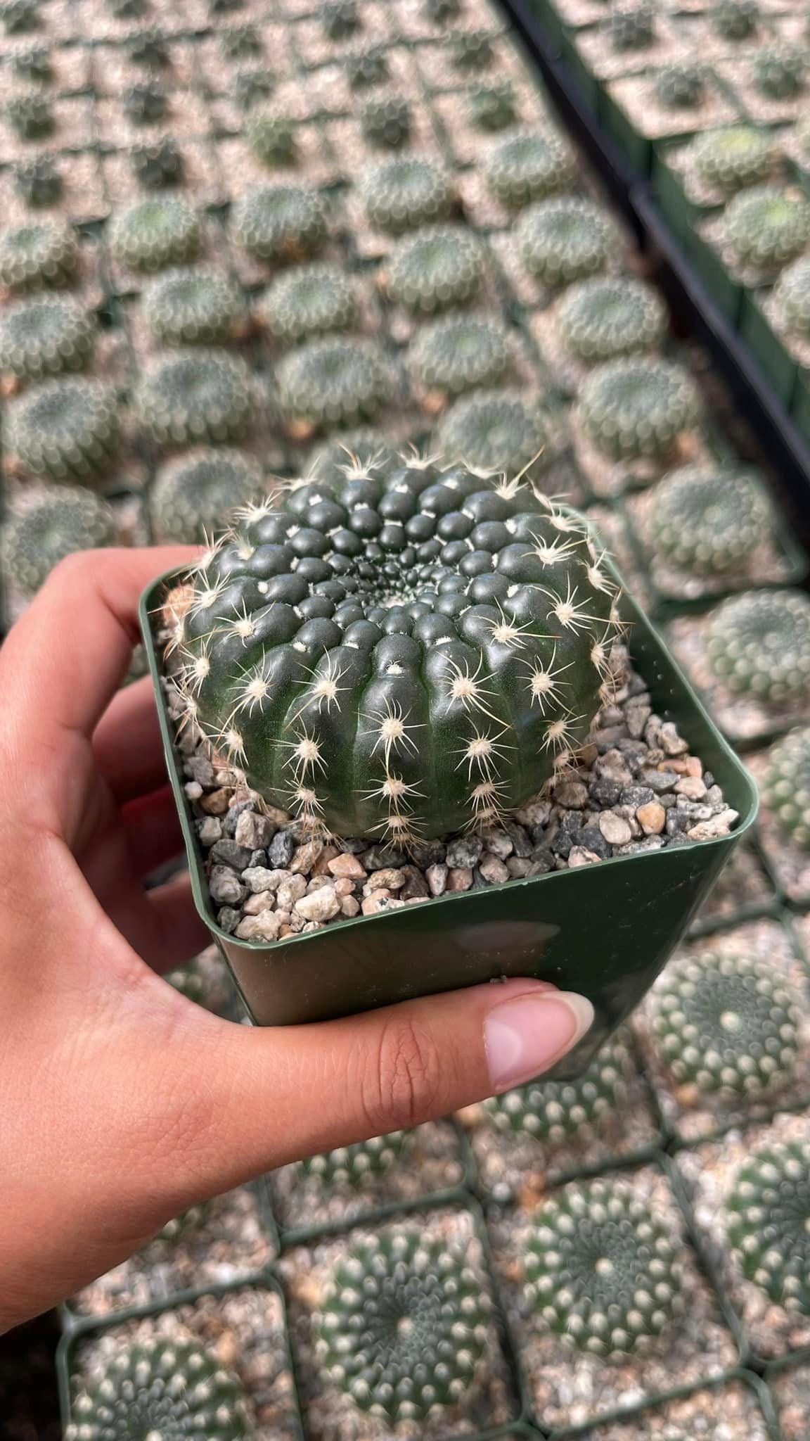 Notocactus concinnus var. Gerbalitoensis