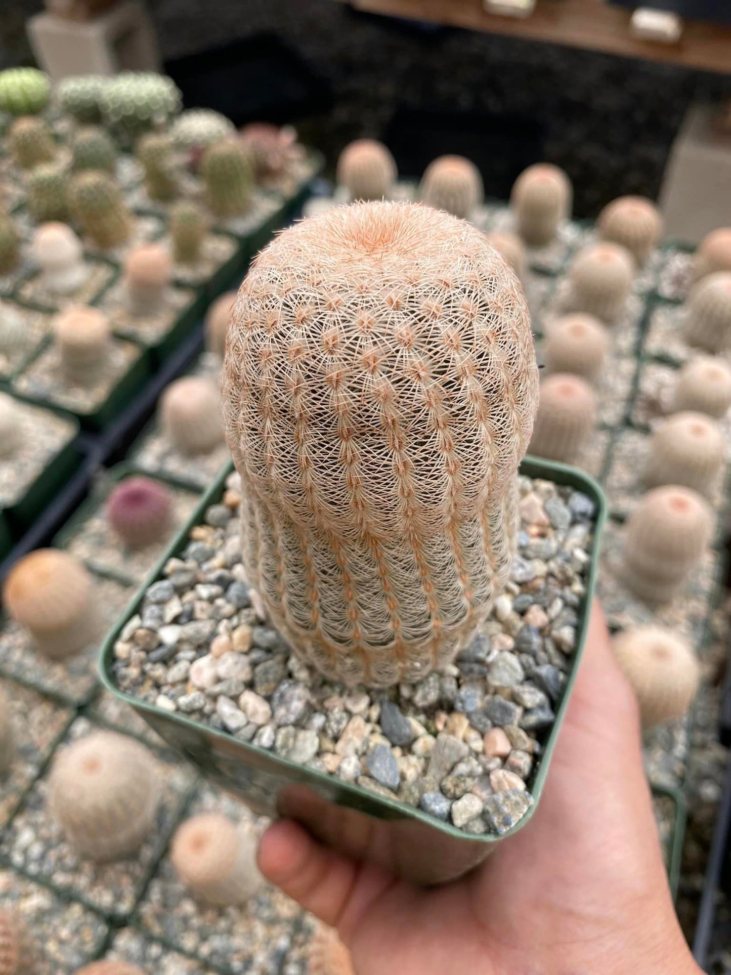 Echinocereus rigidissimus v. albispinus