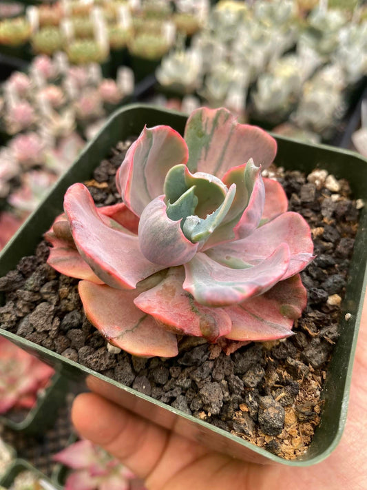 Echeveria beyonce