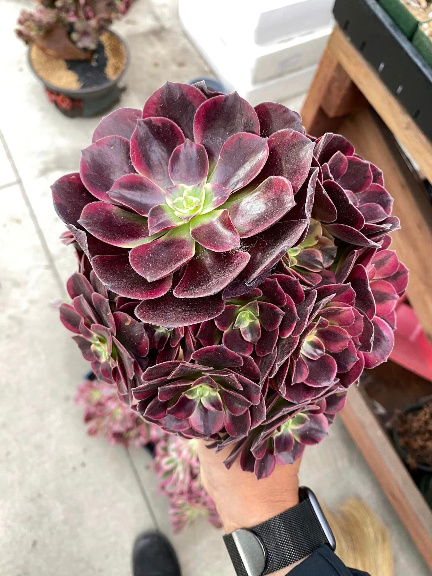 Aeonium Medusa