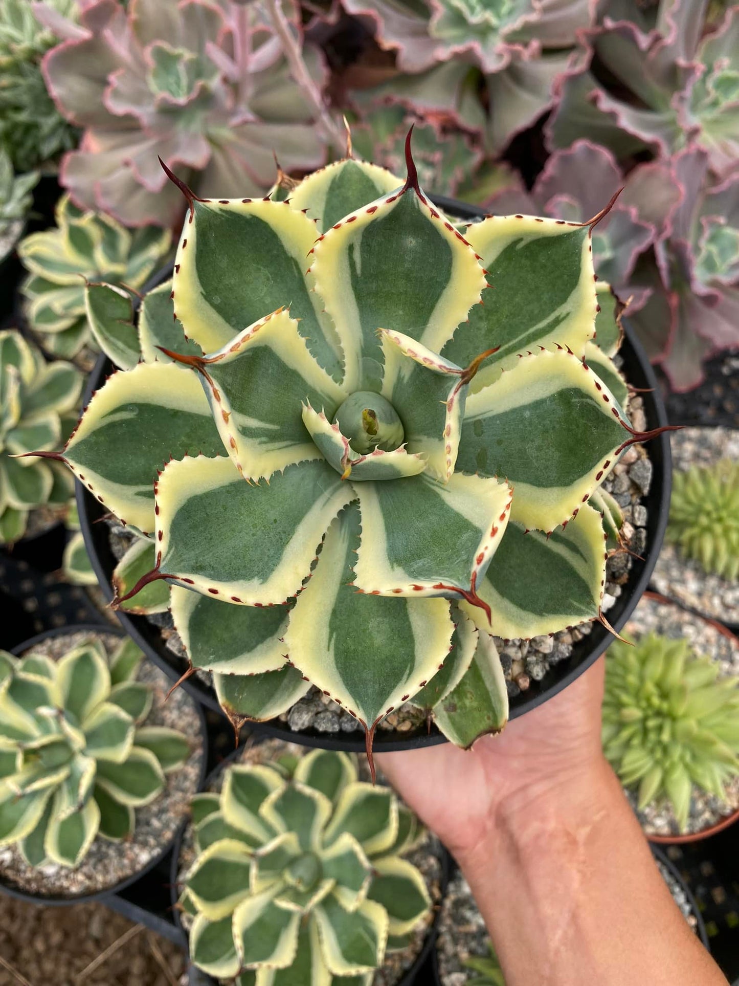 Agave potatorum variegado