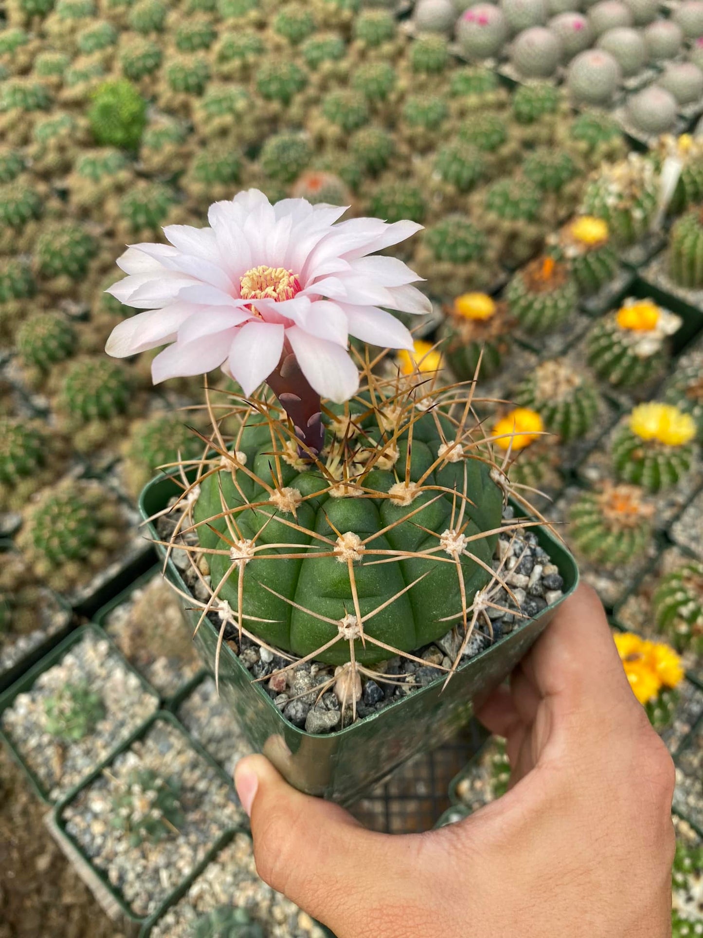 Gymnocalycium chiquitanum