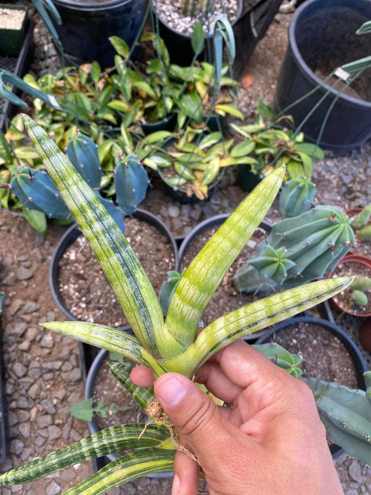 Sansevieria boncel starfish Variegada