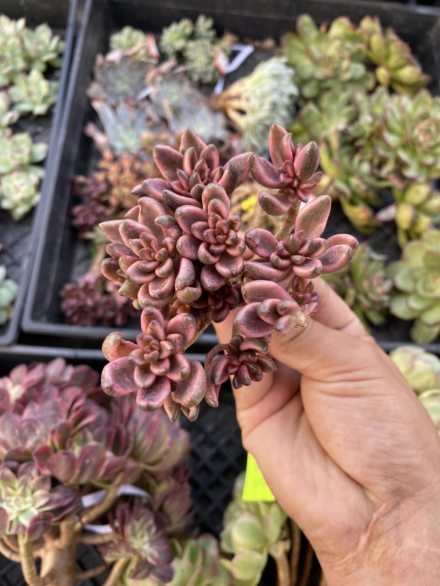 Sedum chocolate cluster variegado – TiaJuanas Plants México