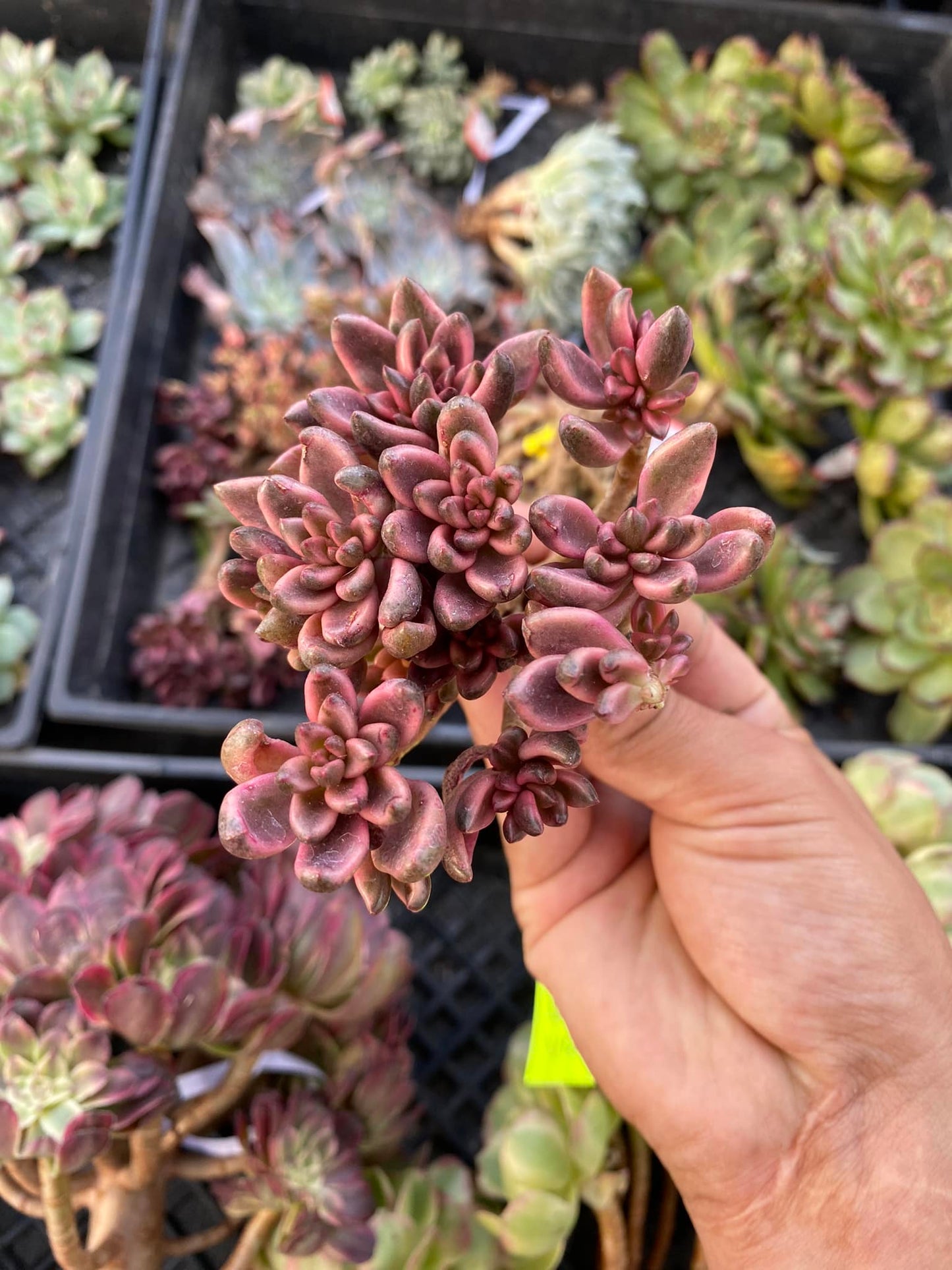 Sedum chocolate cluster variegado