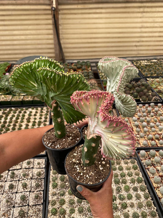 Euphorbia lactea