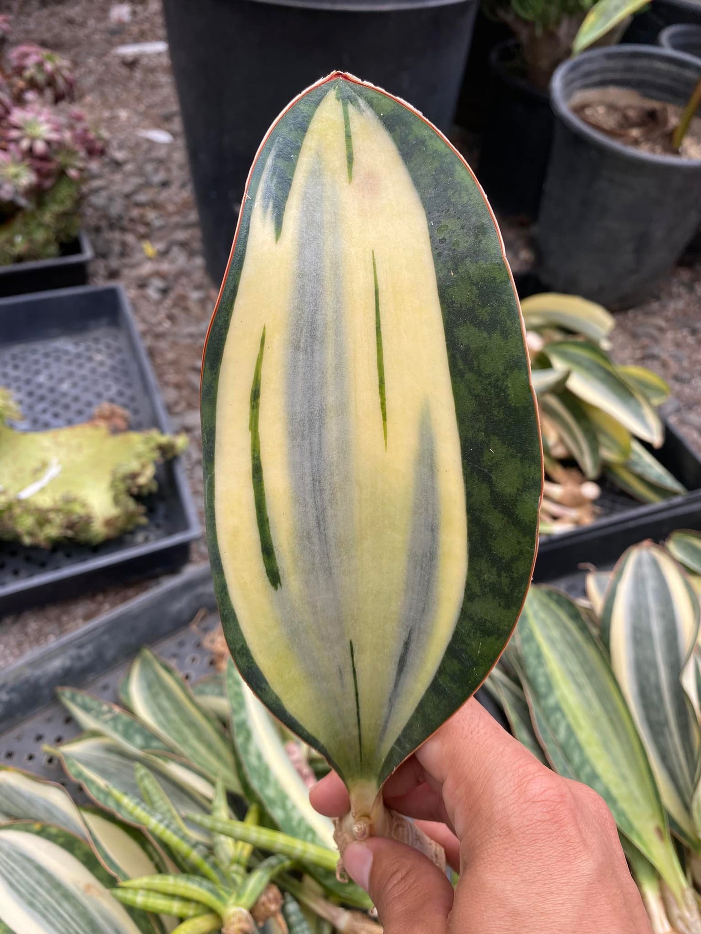 Sansevieria whale fin white Variegada