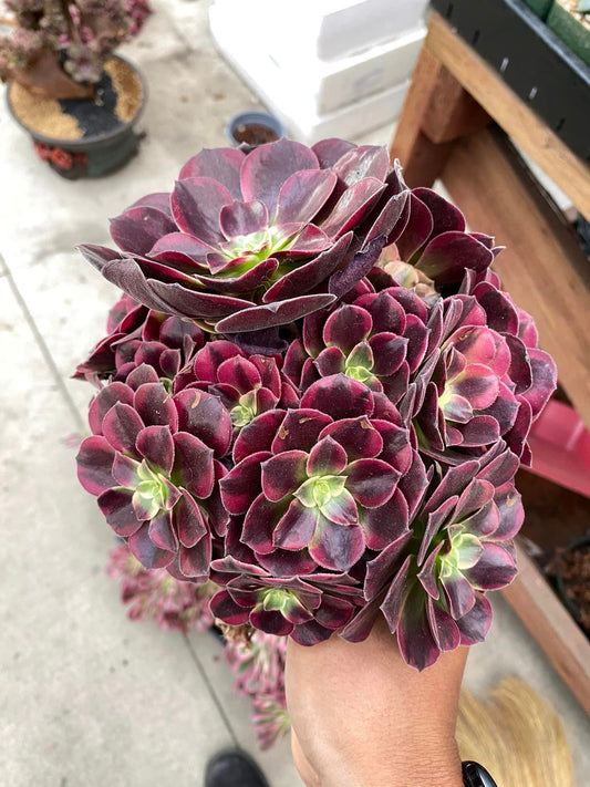 Aeonium Medusa