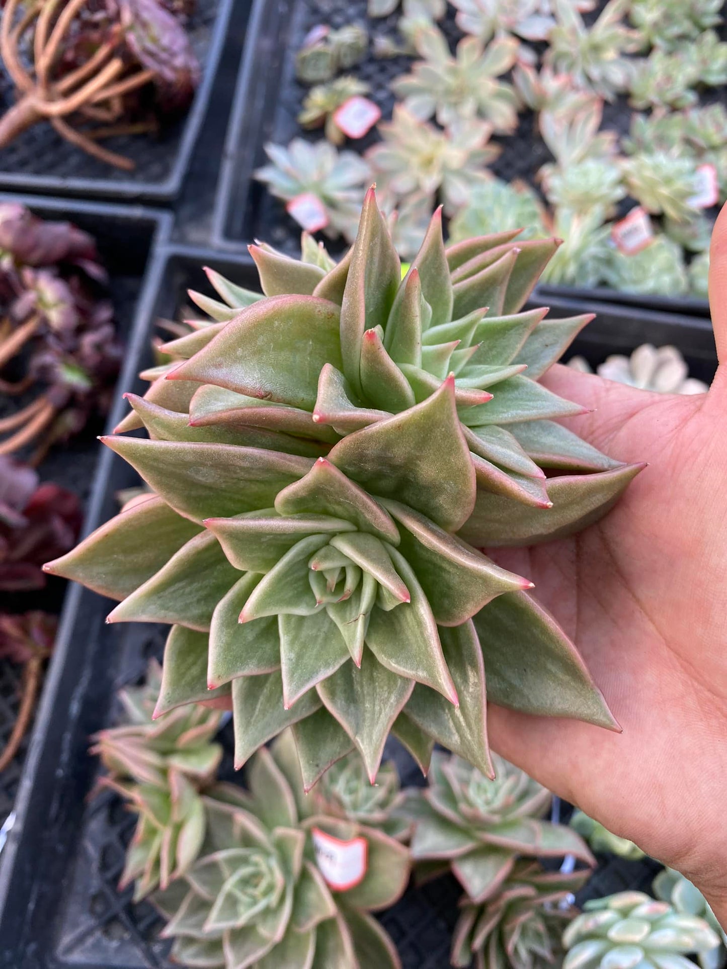 Echeveria jade star cluster gigante