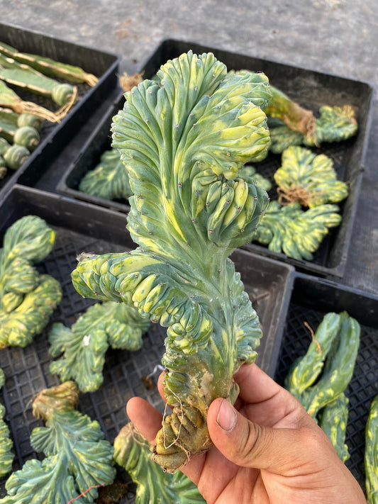 Cresta de Myrtillocactus Variegada