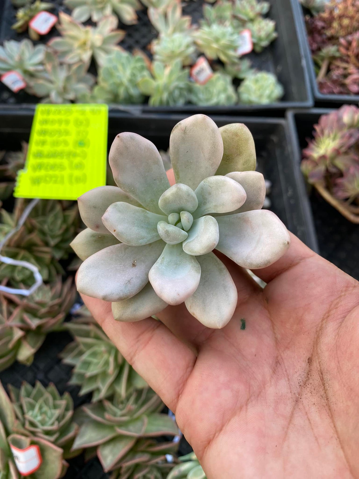 Graptoveria opalina Variegada