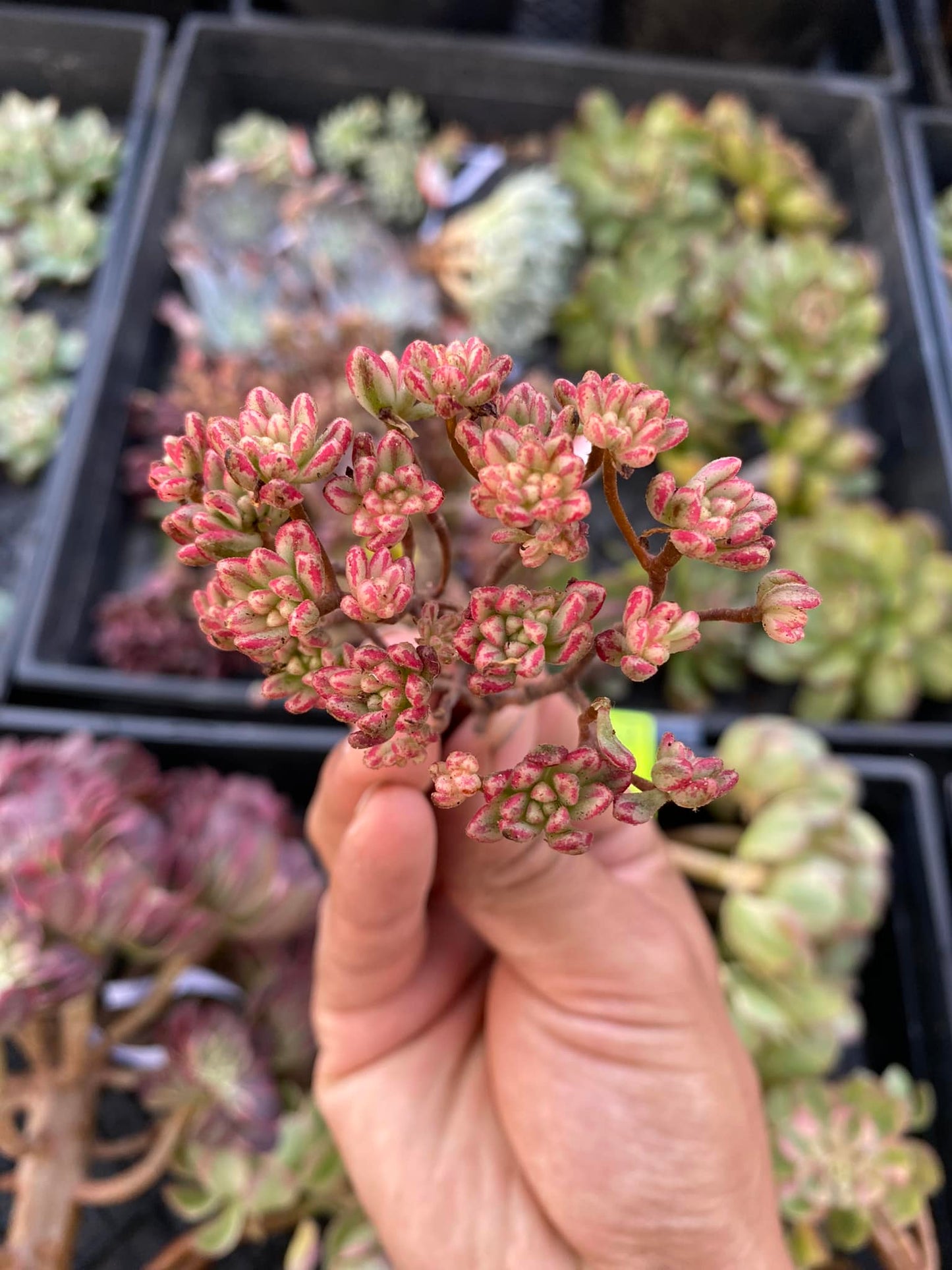 Aeonium x loartei tavormin variegado