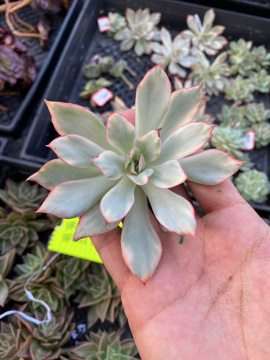 Echeveria moon goddess Variegada