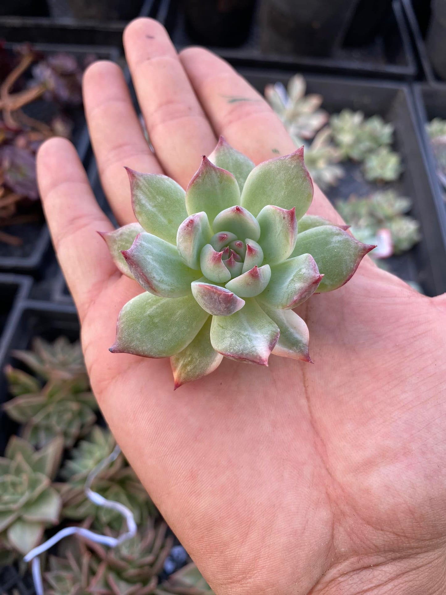 Echeveria Chihuahuensis Variegada