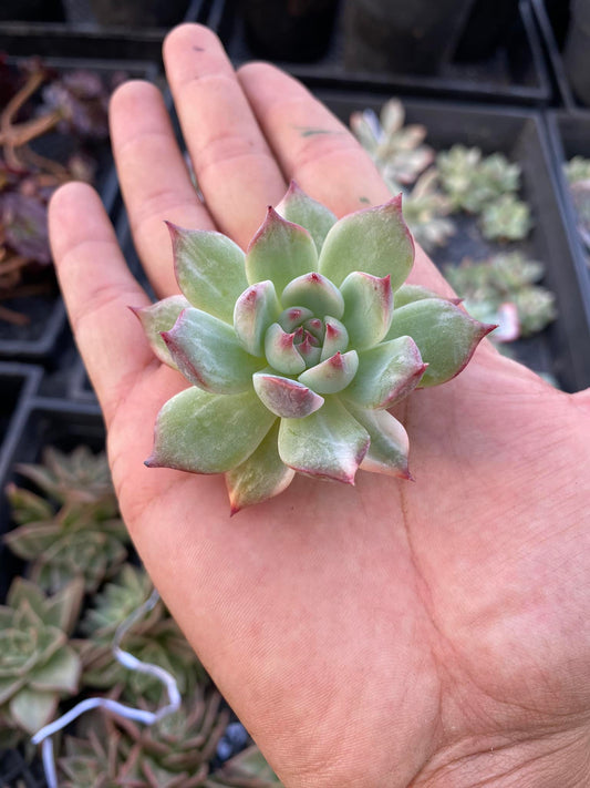 Echeveria Chihuahuensis Variegada