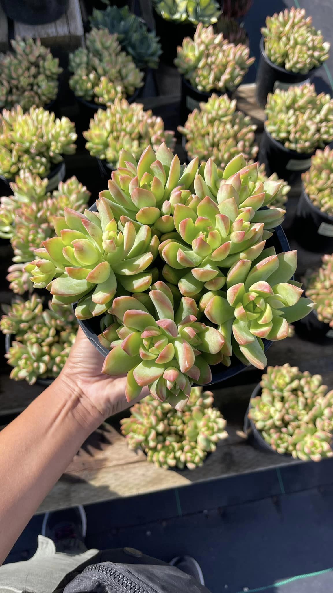 Sedum Golden glow – TiaJuanas Plants México