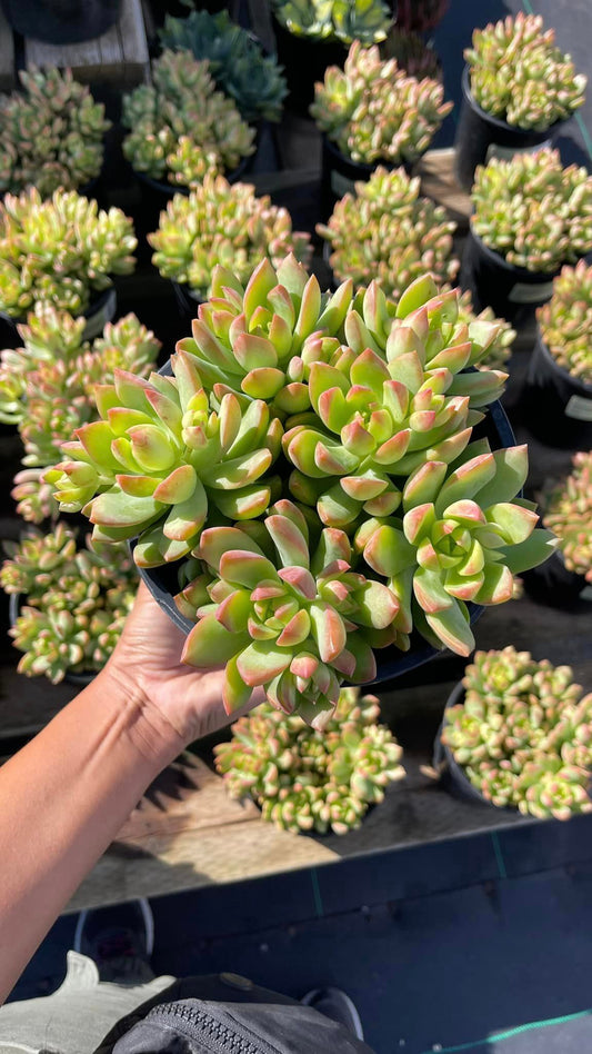 Sedum Golden glow