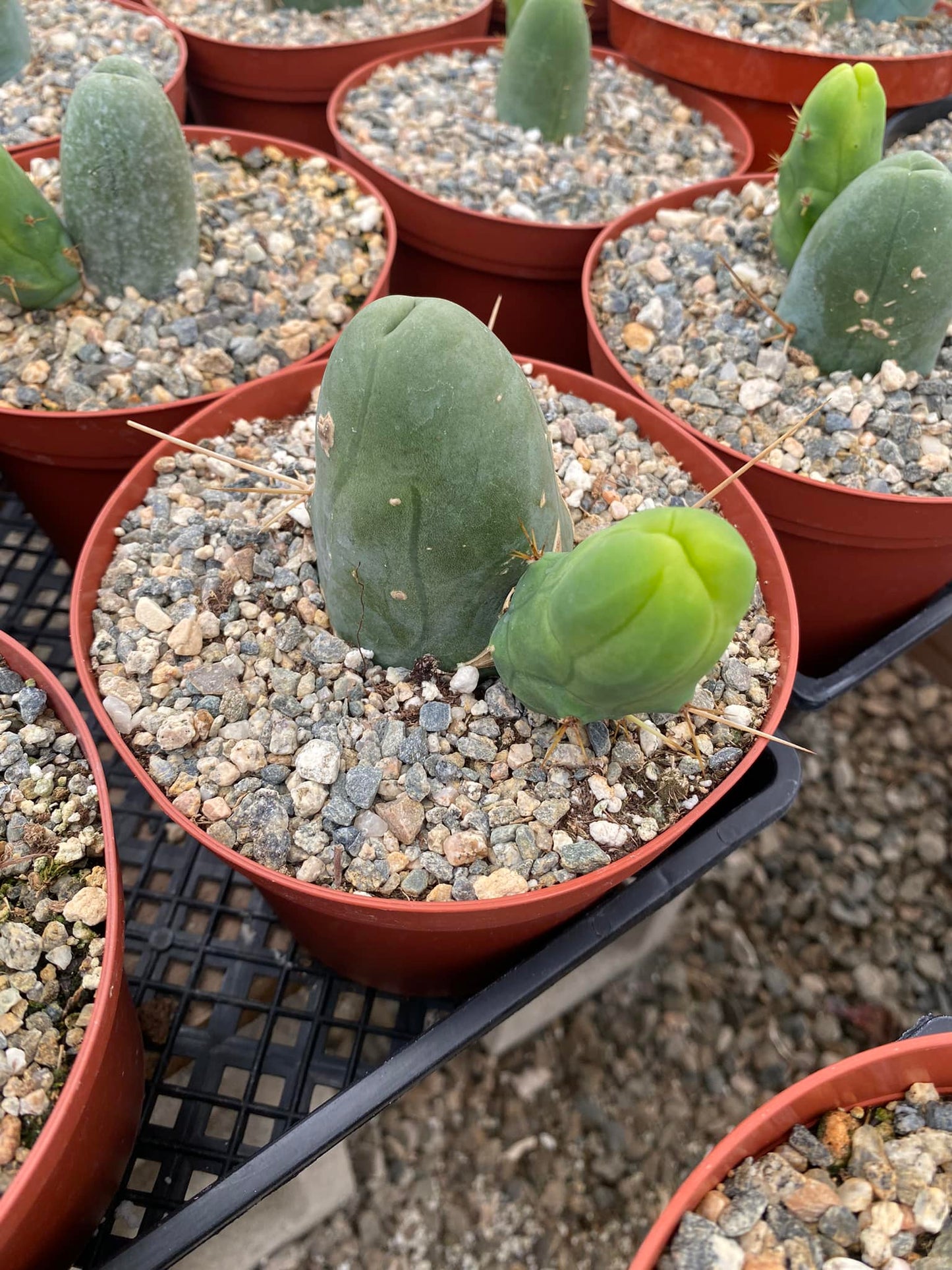 Trichocereus bridgesii f. Mounstruosa