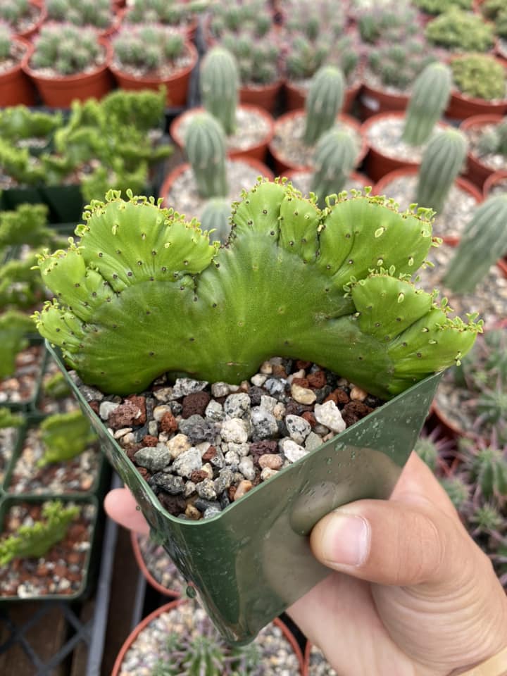 Euphorbia leucodendron cristata