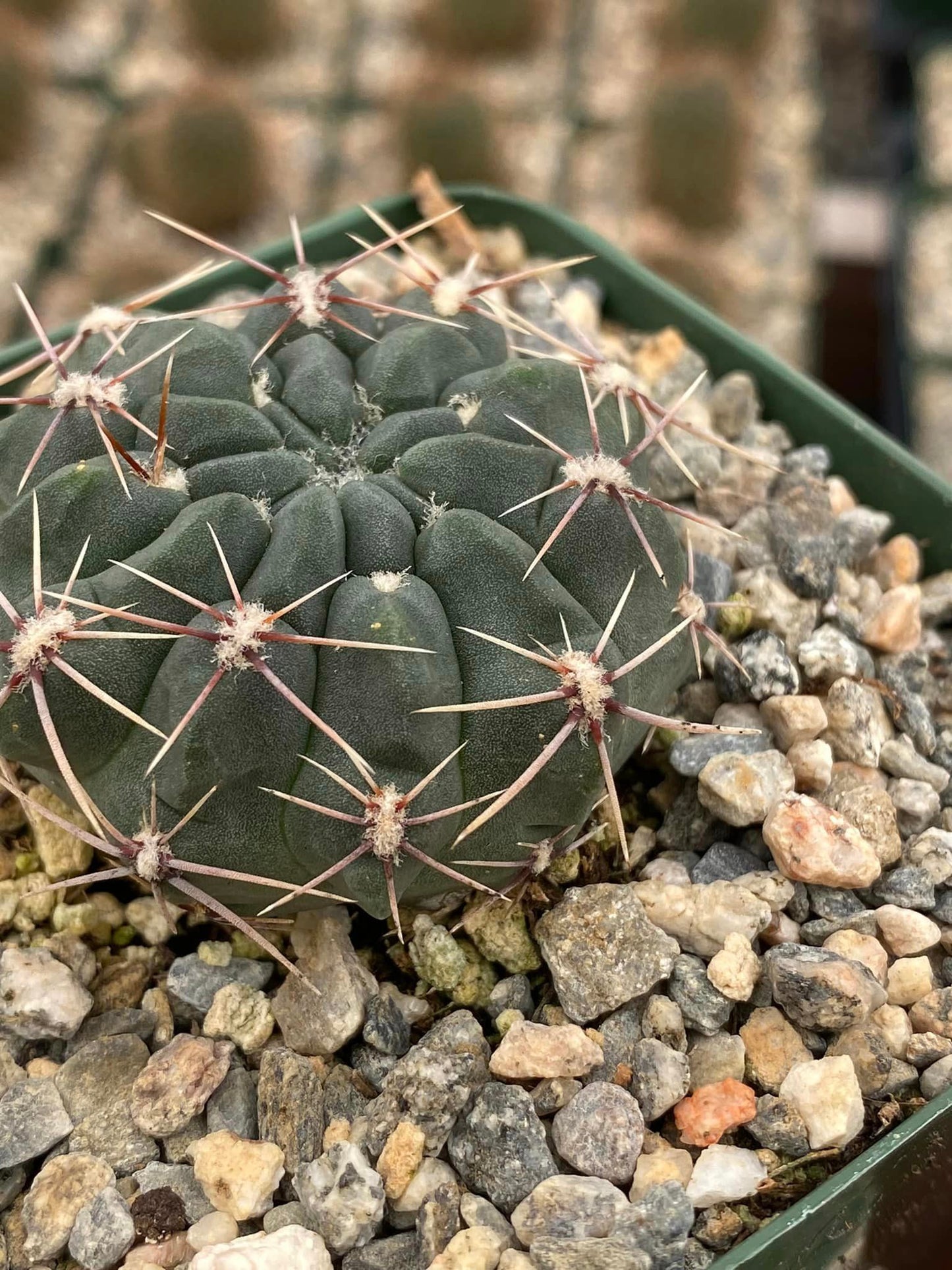 Gymnocalycium reductum var. Leucodictyon