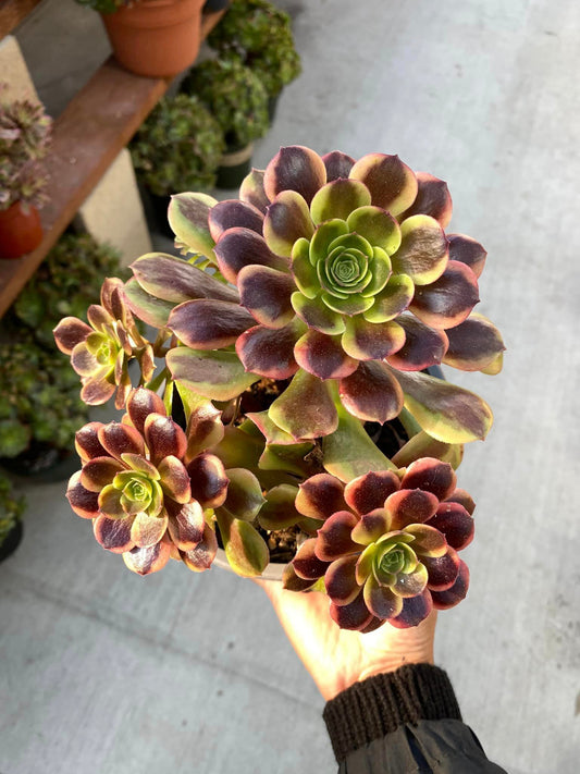 Aeonium Super Bang