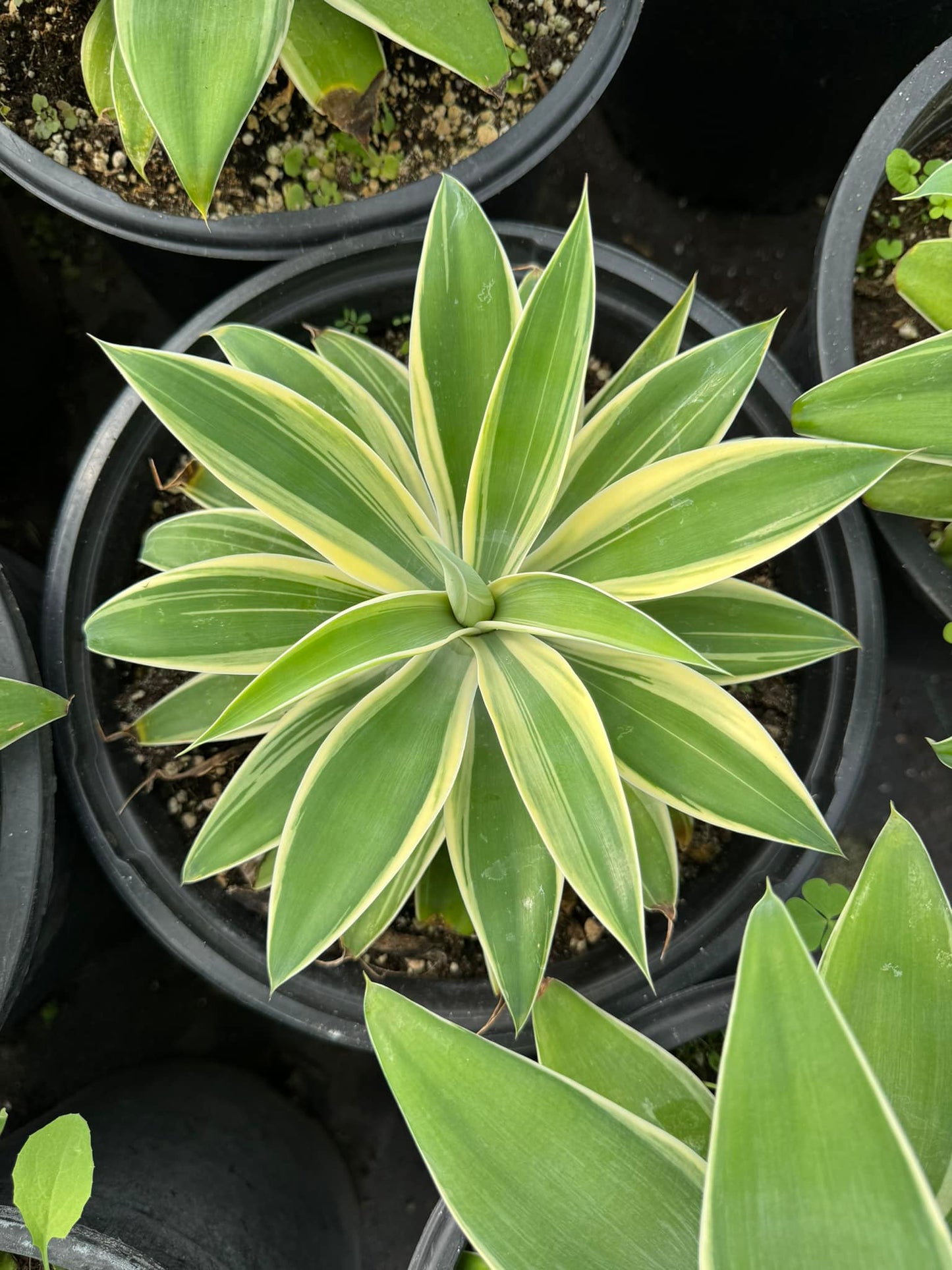 Agave Attenuata ‘Ray of Light’ Variegado