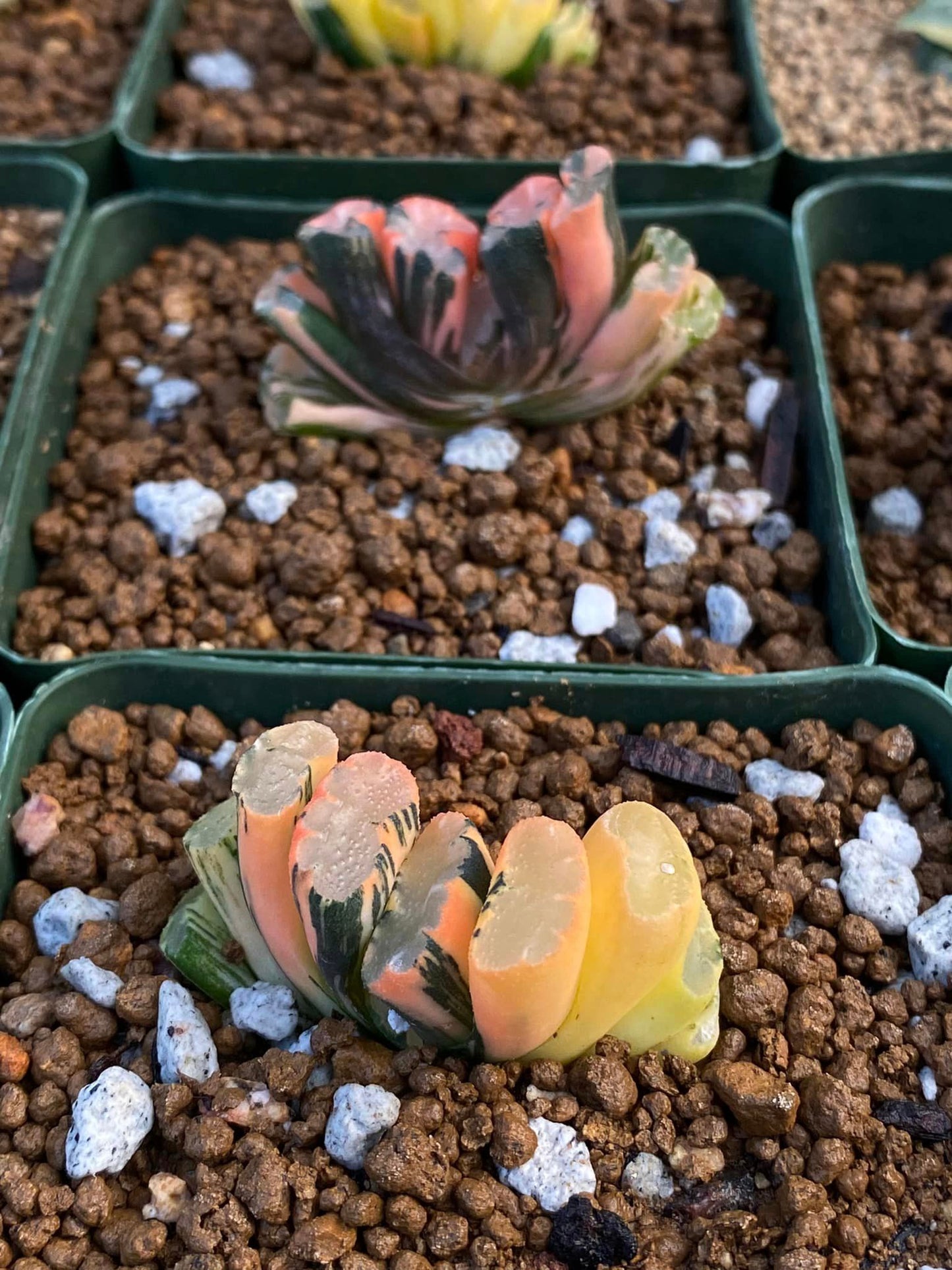 Haworthia truncatta hiroshige variegada