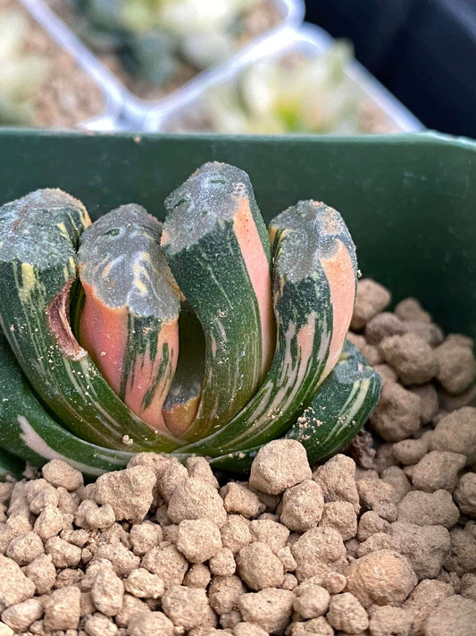 Haworthia truncatta hiroshige variegada