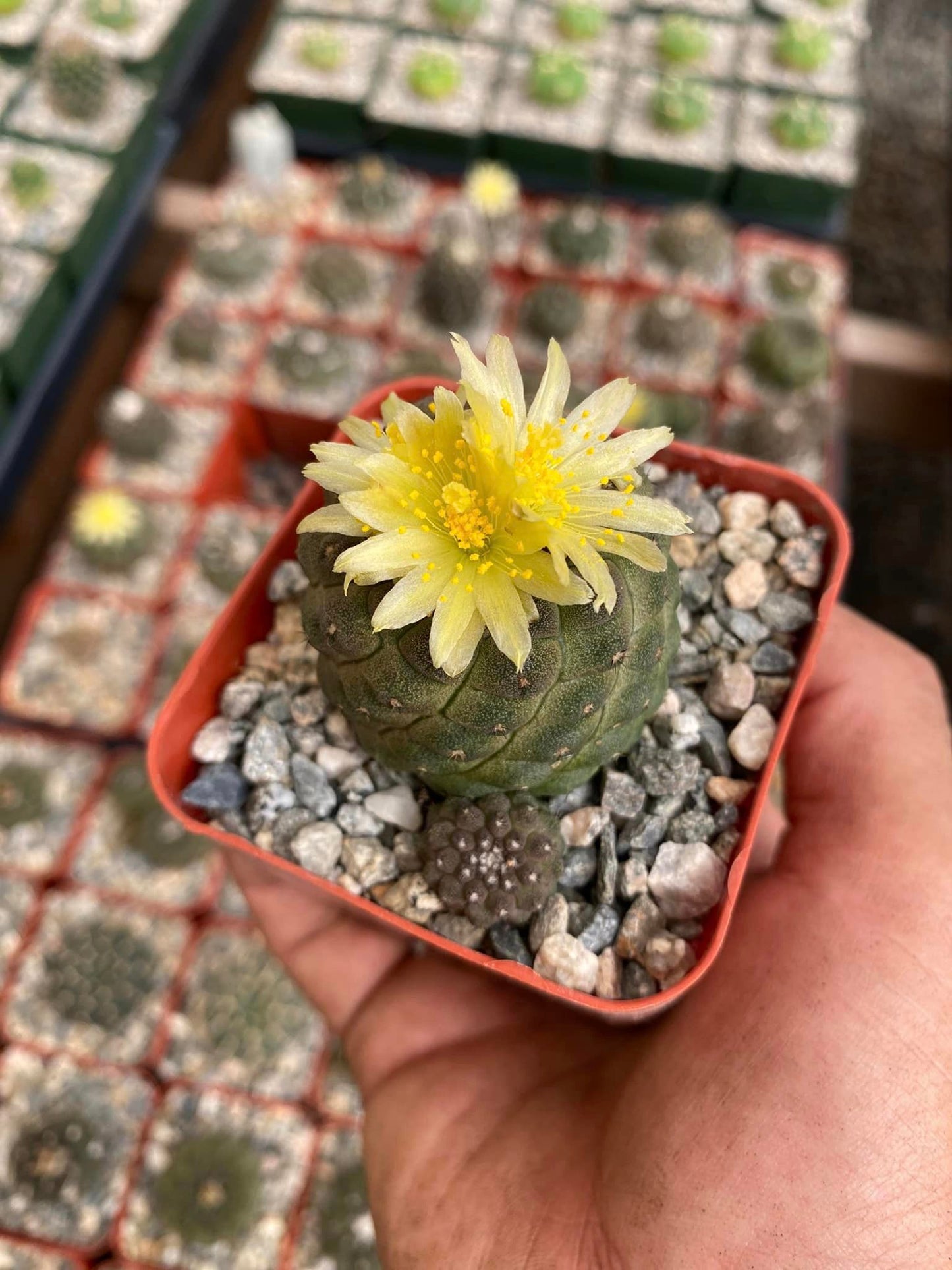 Copiapoa hypogaea