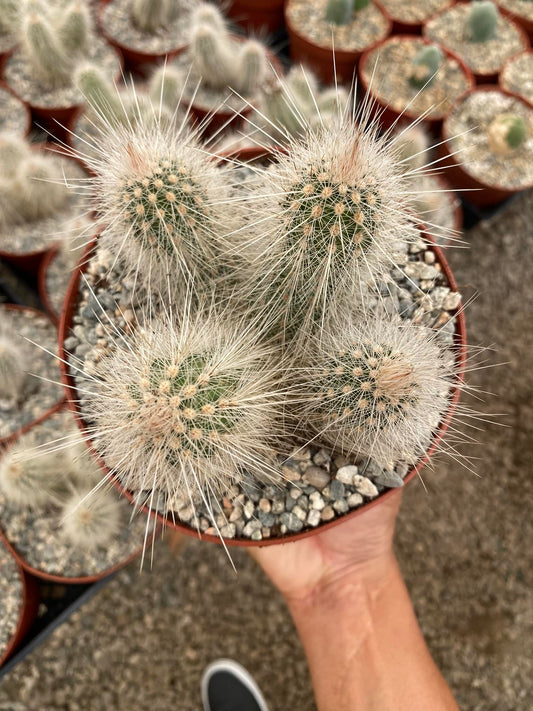 Echinocereus rayonesensis l1101 6”