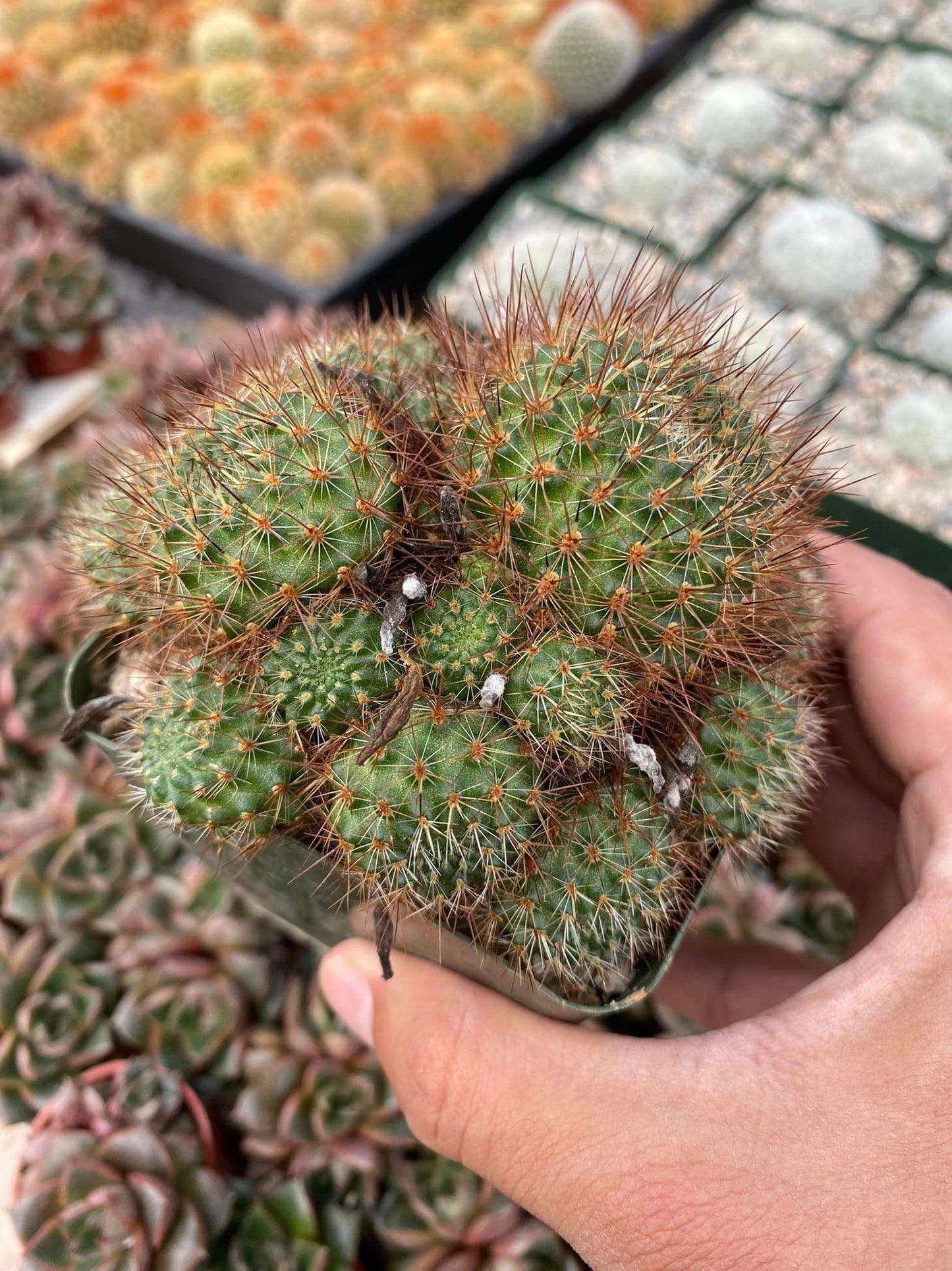 Rebutia donaldiana