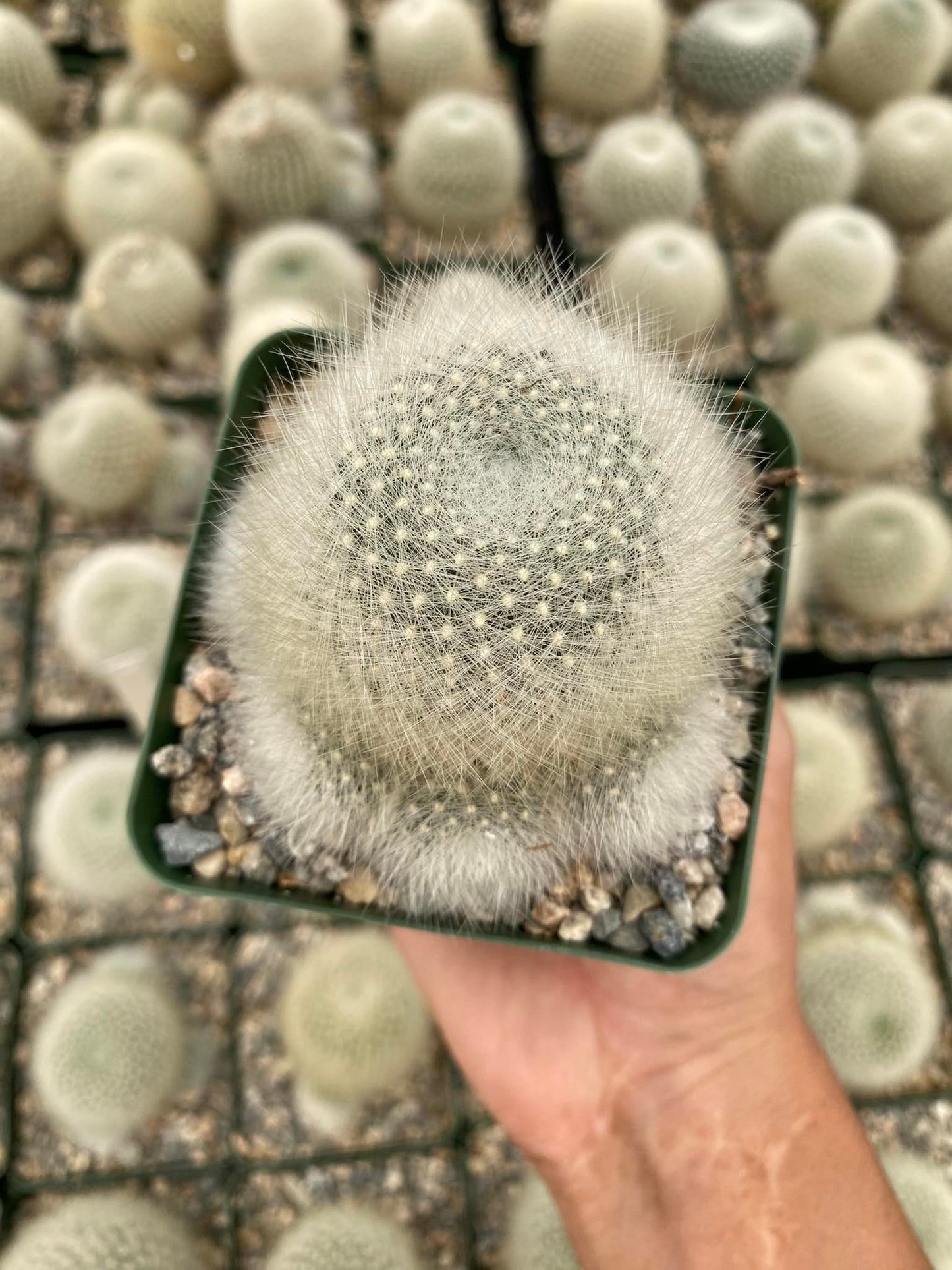 Rebutia albipilosa