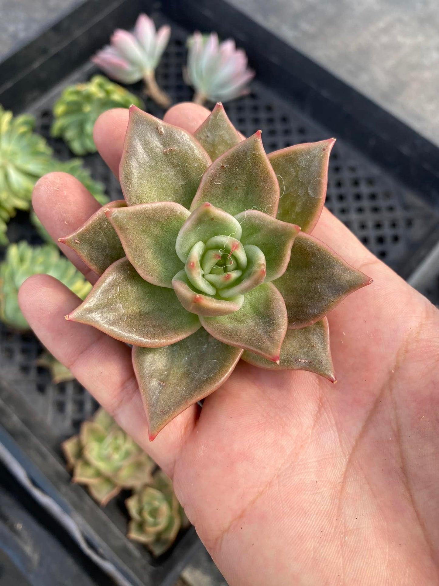 Echeveria jade star