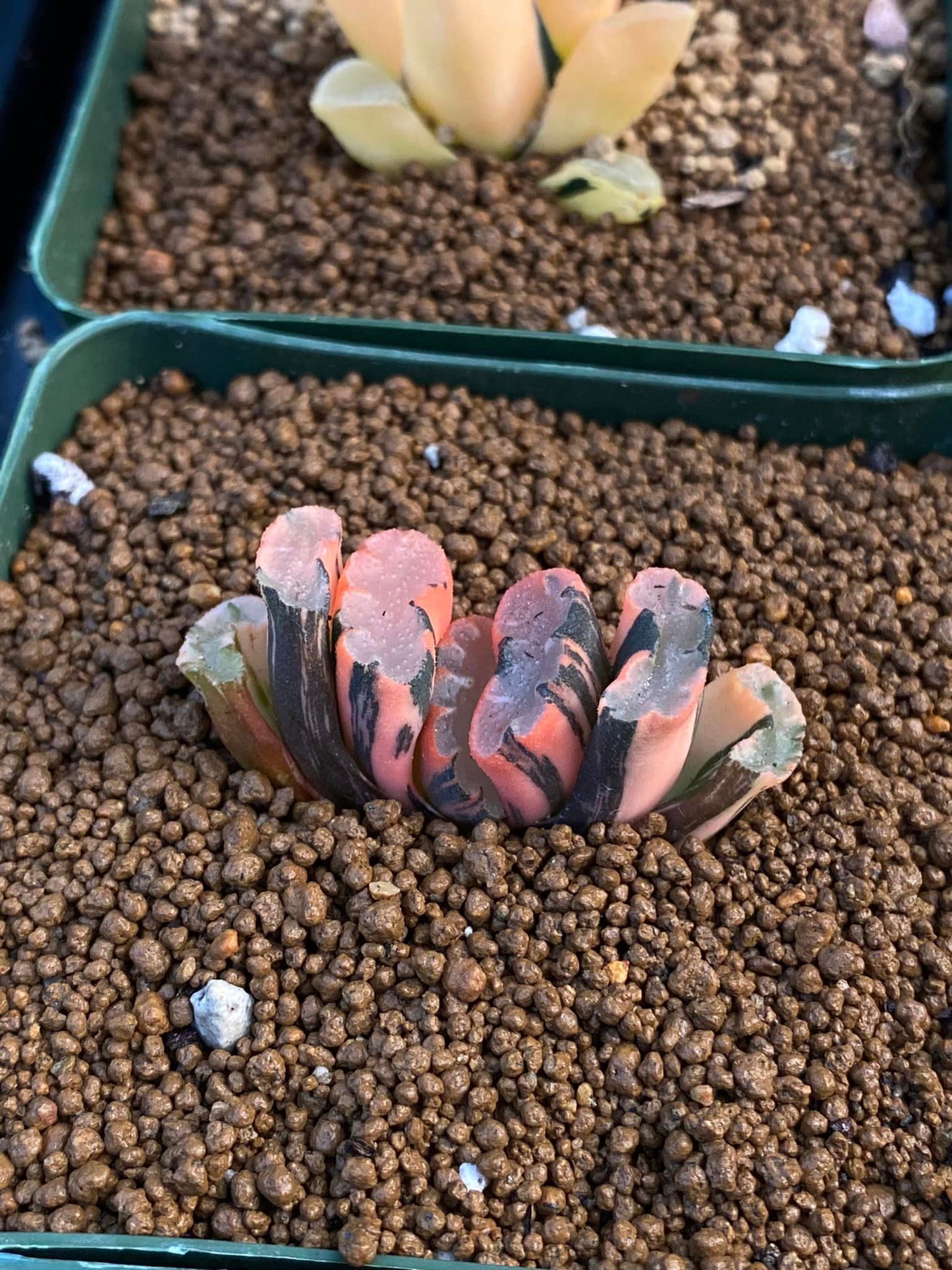 Haworthia truncatta hiroshige variegada