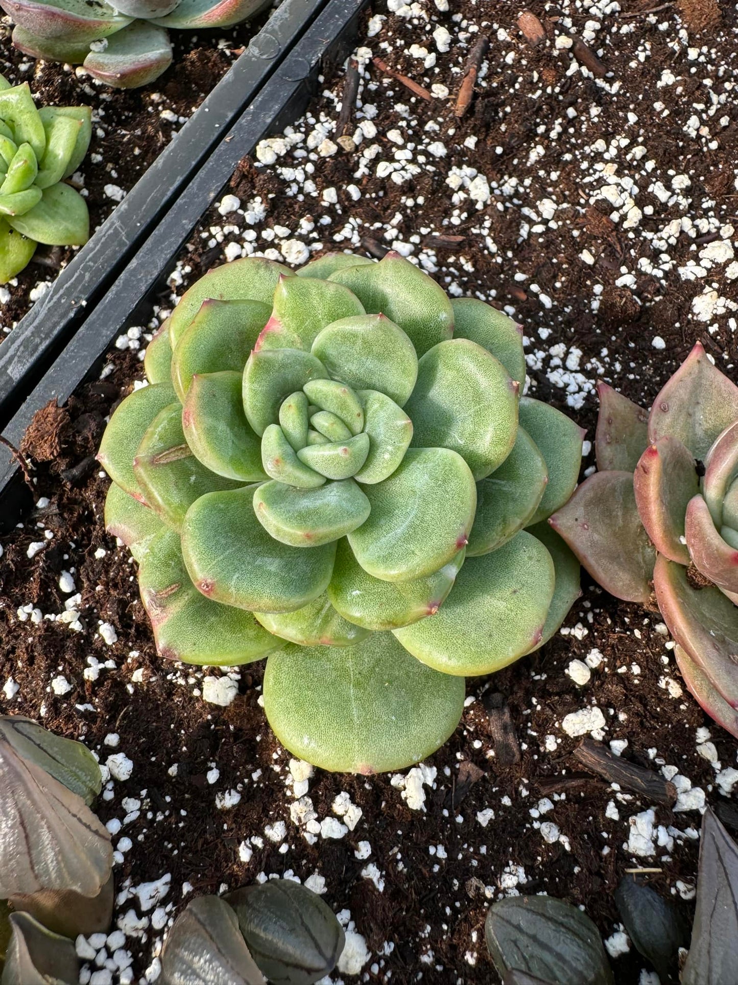 Echeveria 'Bolling' Variegada