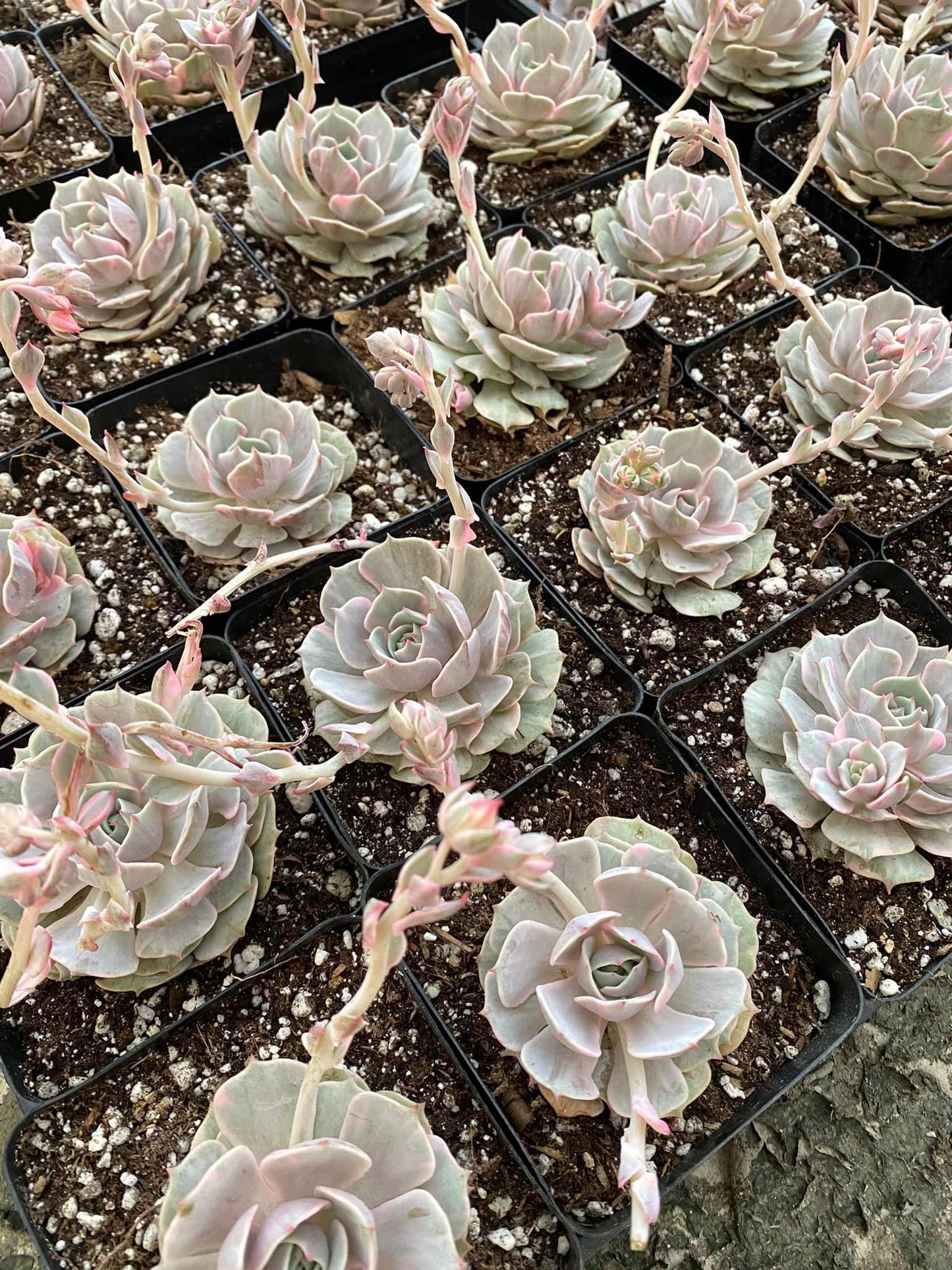 Echeveria lola variegada