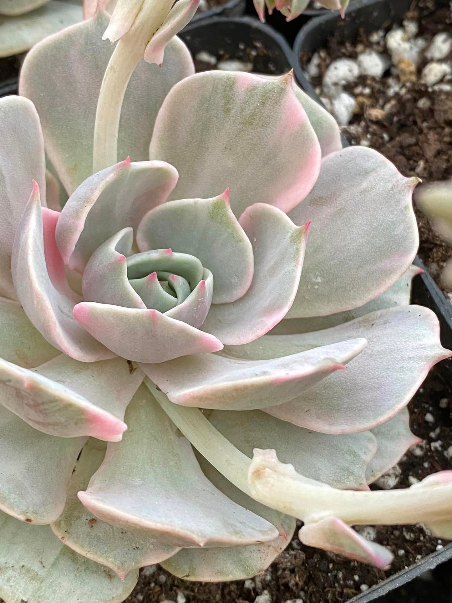 Echeveria lola variegada