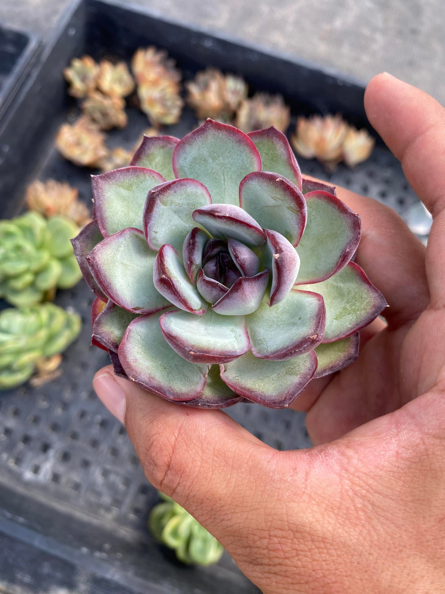 Echeveria chubby bunny