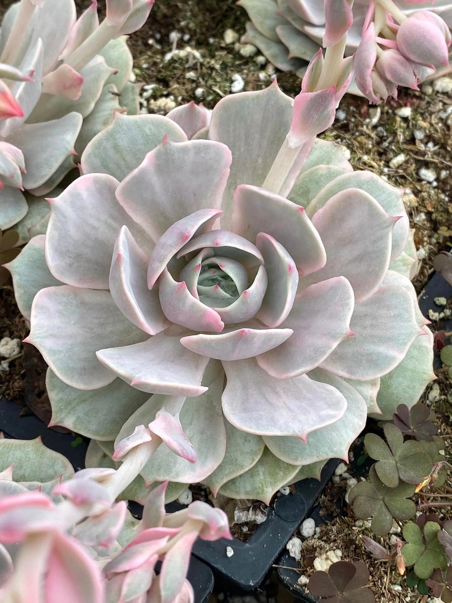 Echeveria lola variegada