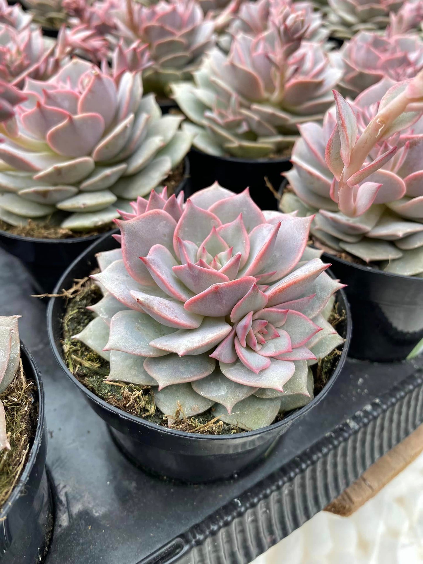 Echeveria Pink diamond