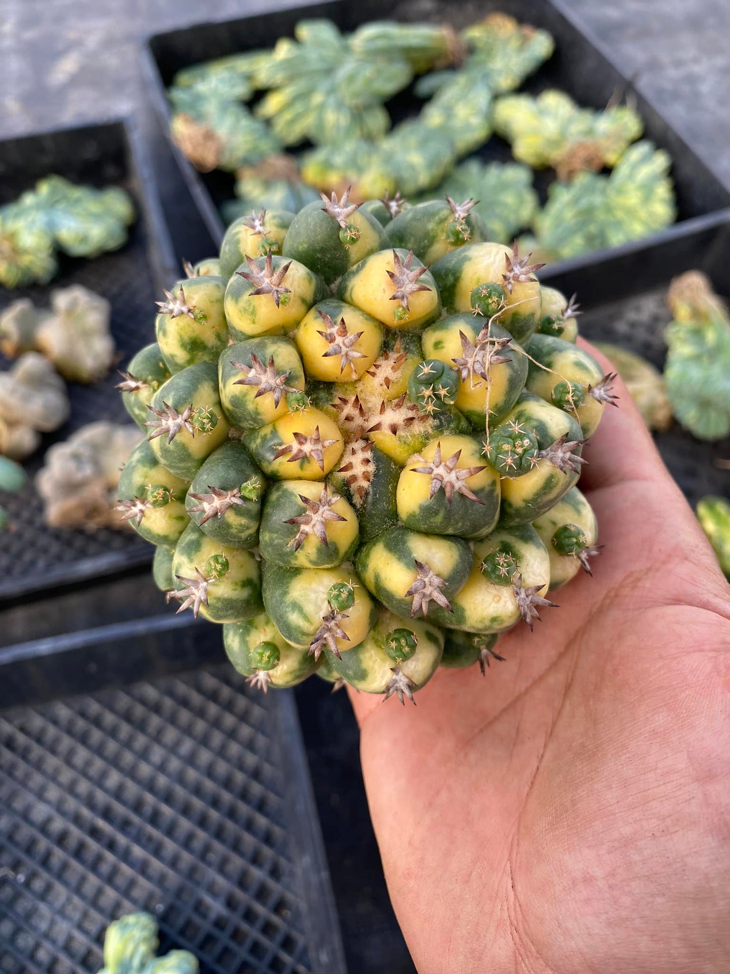 Coryphantha elephantidens var. Kizan variegado