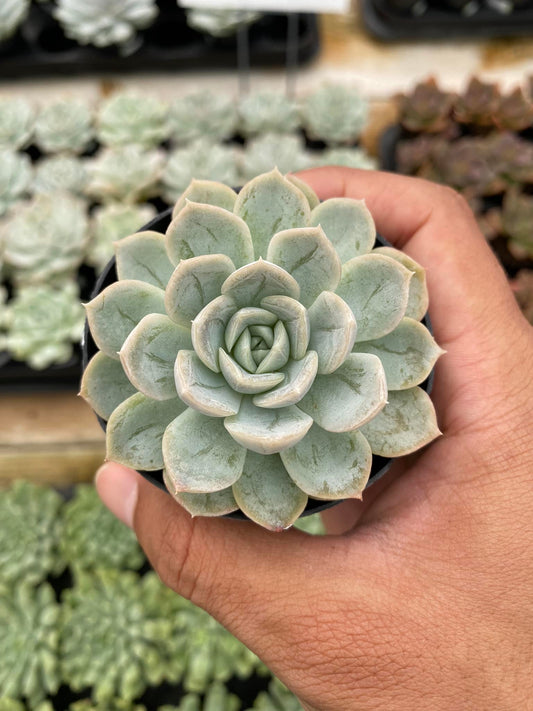 Echeveria ‘artic ice’