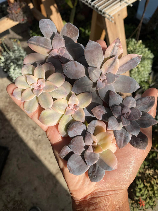 Graptopetalum superbum variegado (Cortes)