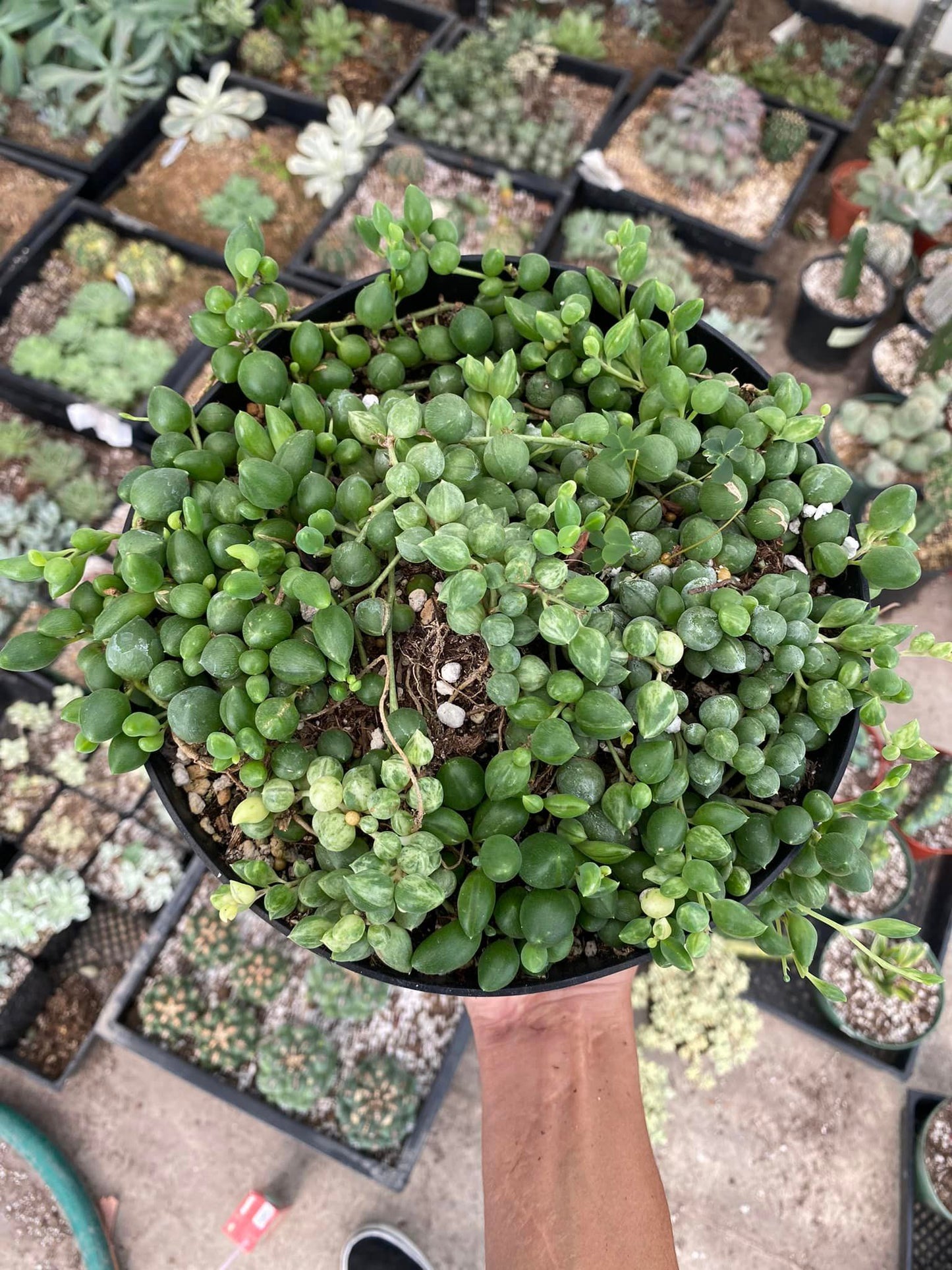 Senecio 'angel tears' 8” variegado