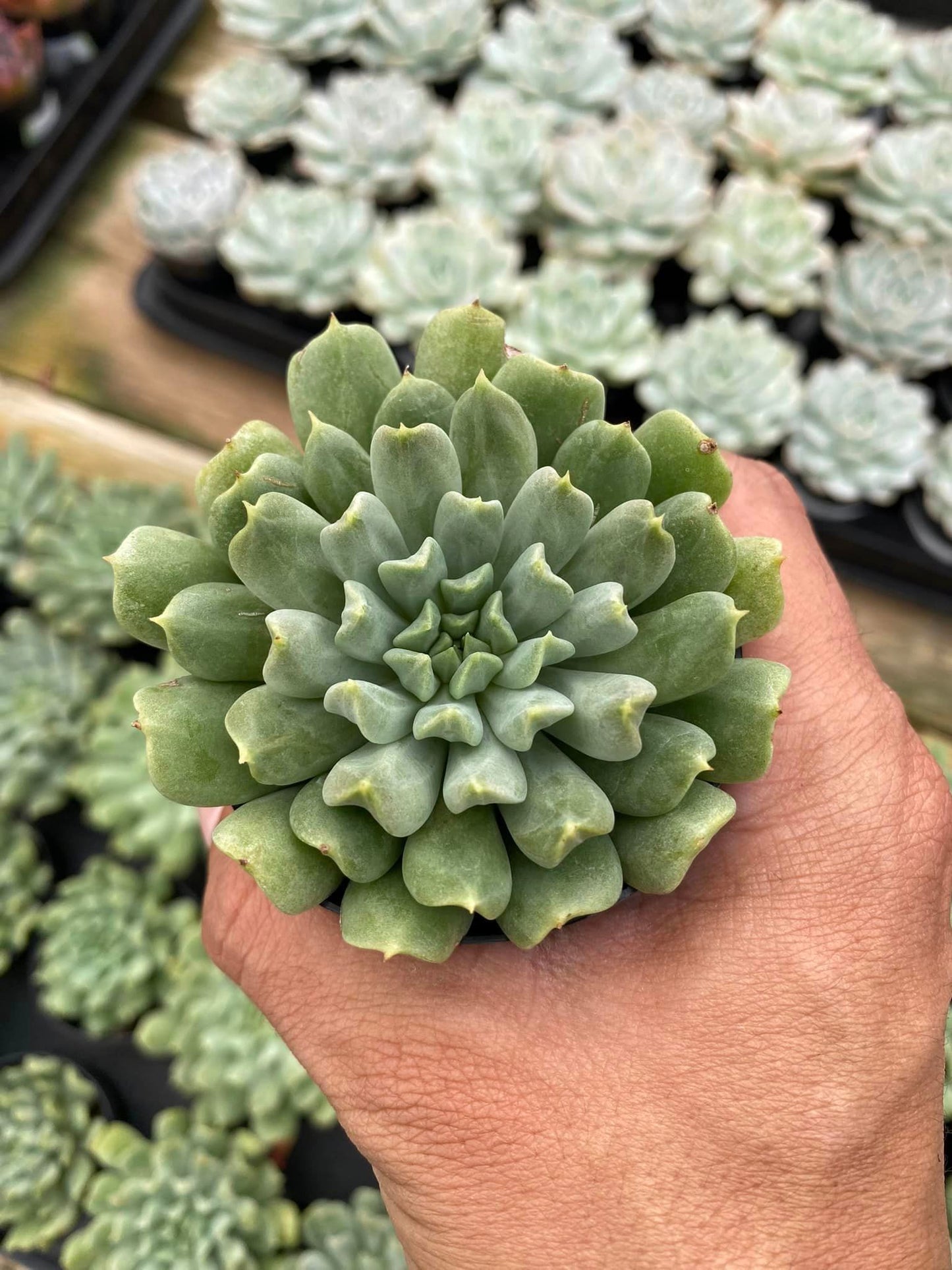 Echeveria irish mint