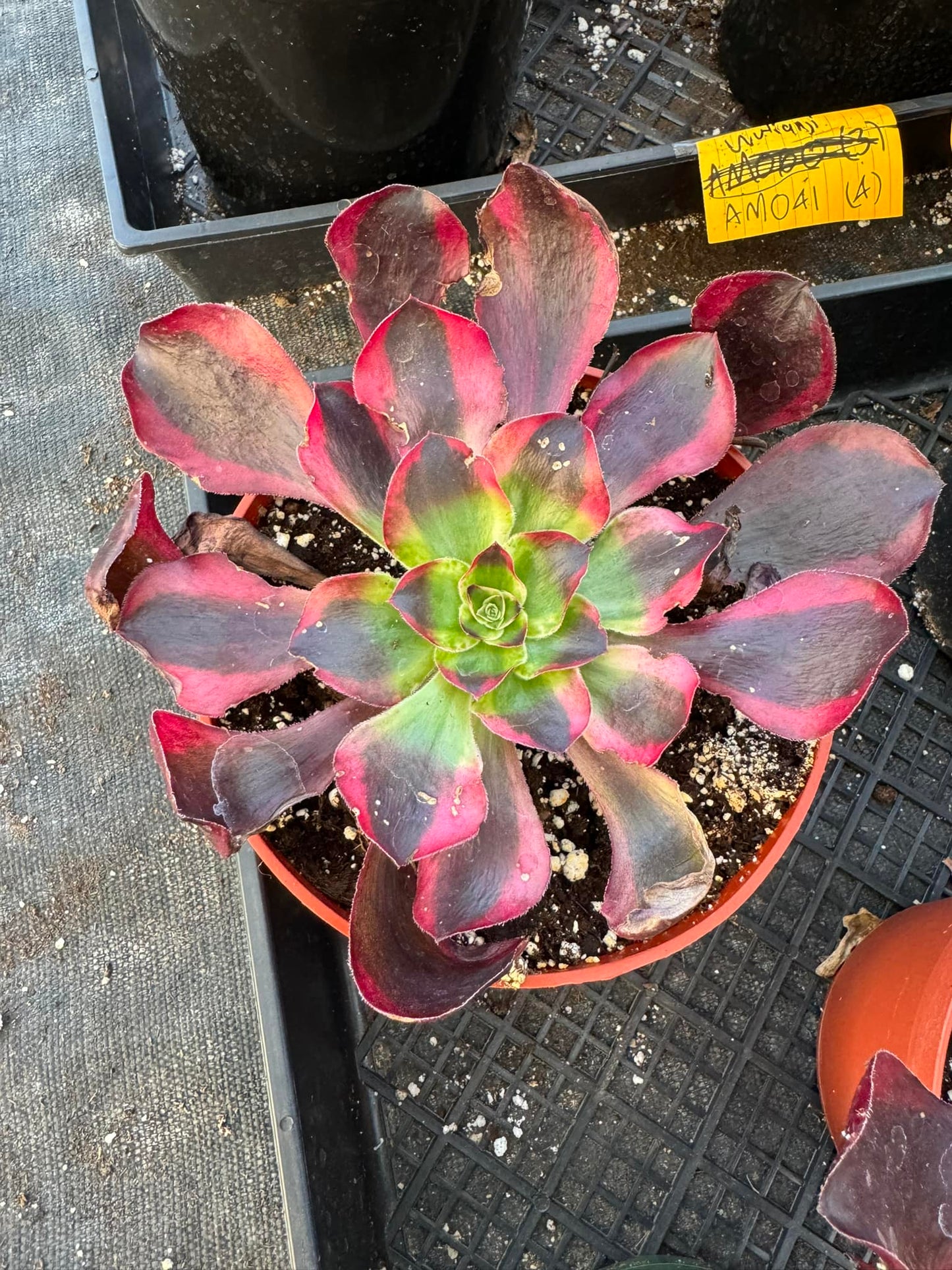 Aeonium 'Wudu' Variegado