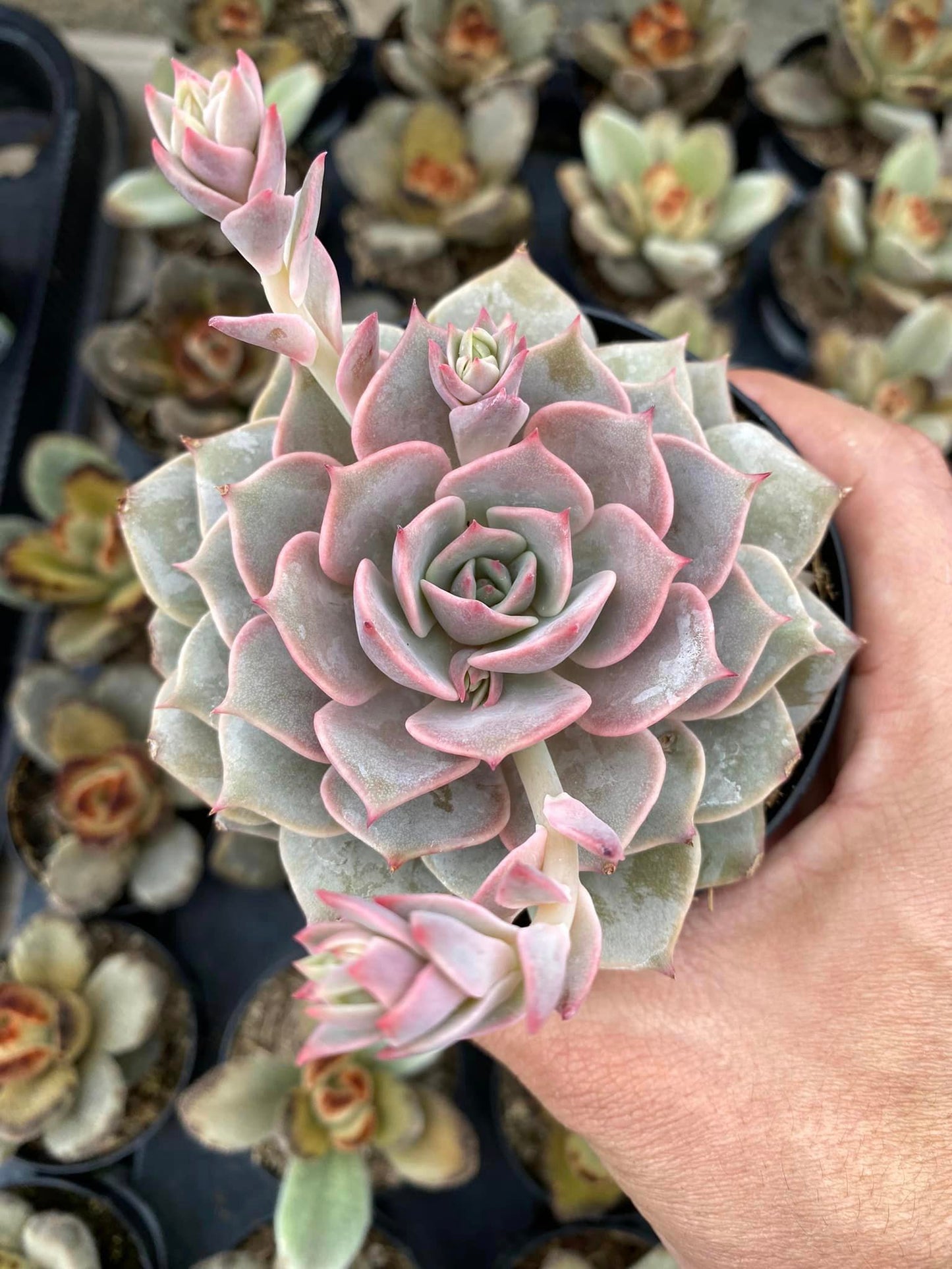 Echeveria Pink diamond