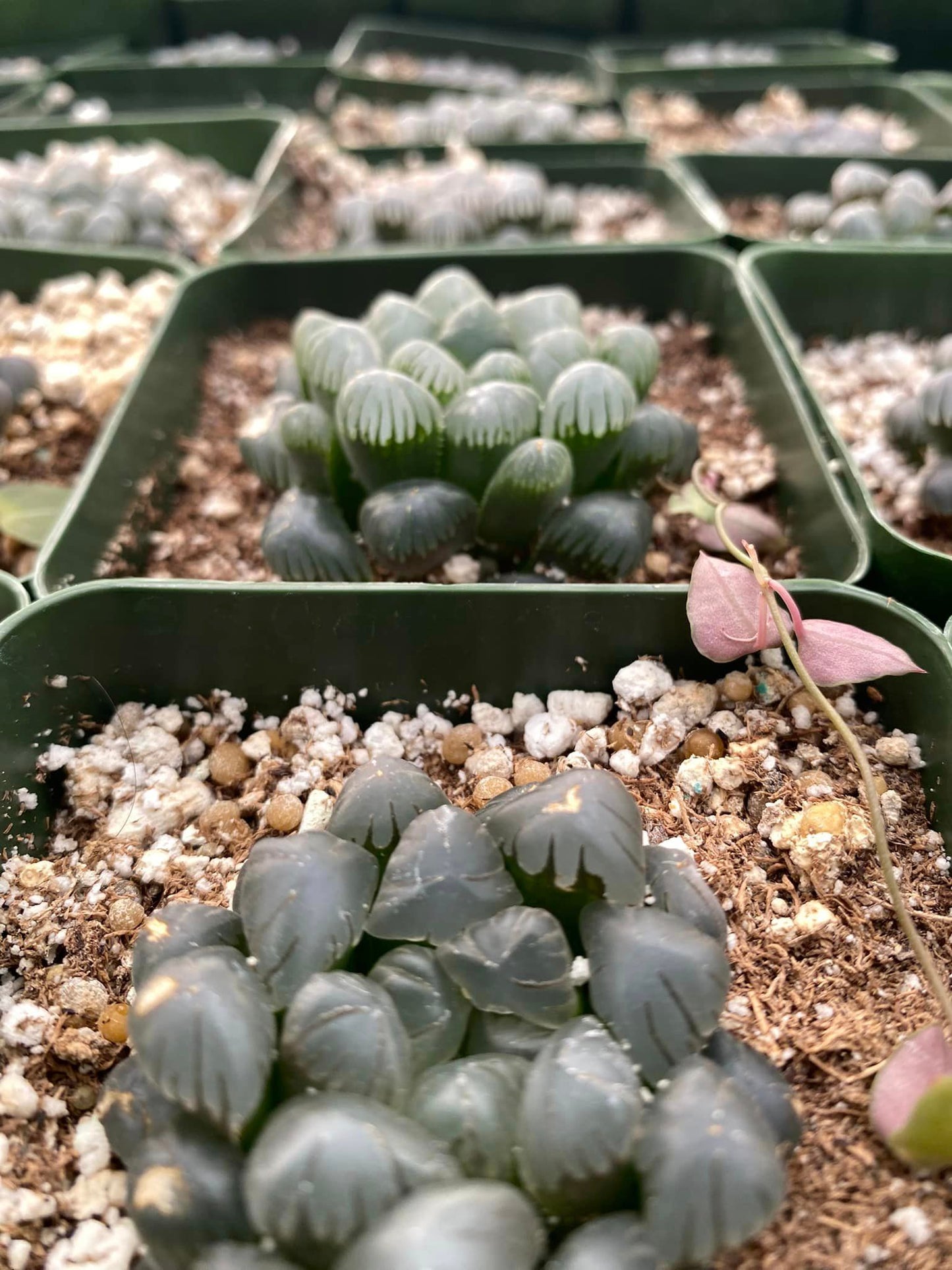 Haworthia cooperi