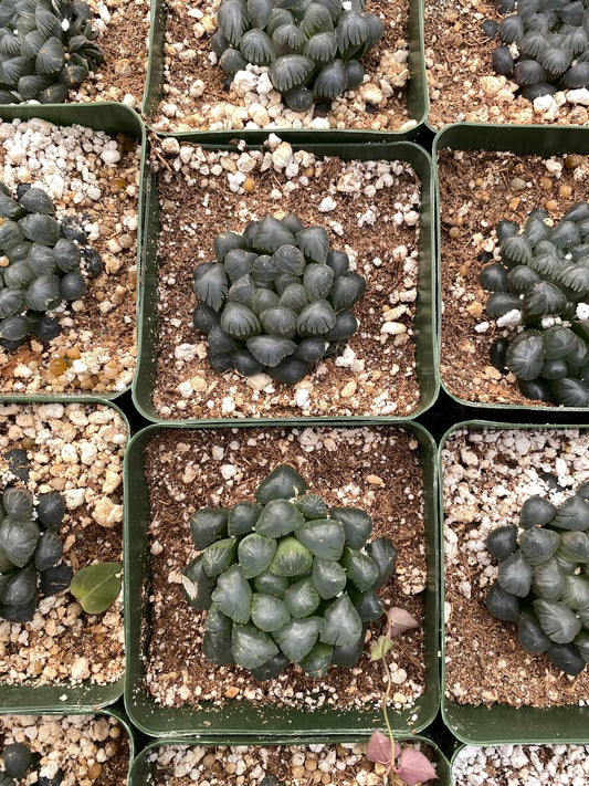 Haworthia cooperi