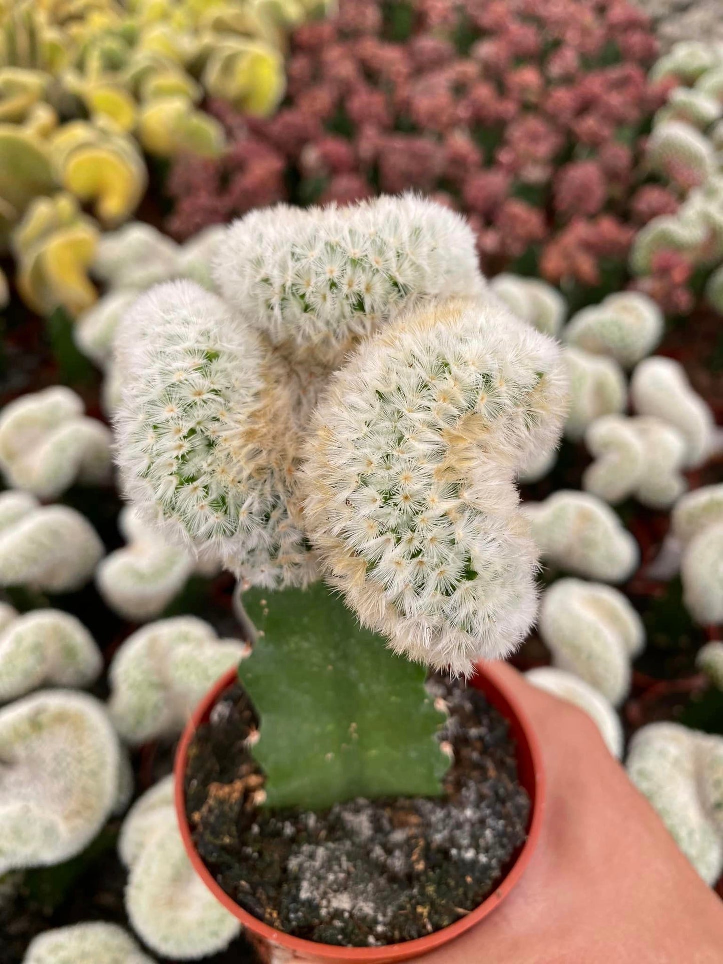 Cresta de Mammillaria carmenae